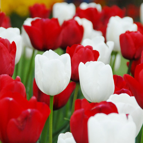 Микс тюльпанов Red and White (20 луковиц) фото