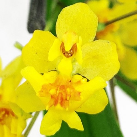 Орхидея Twinkle Yellow фото