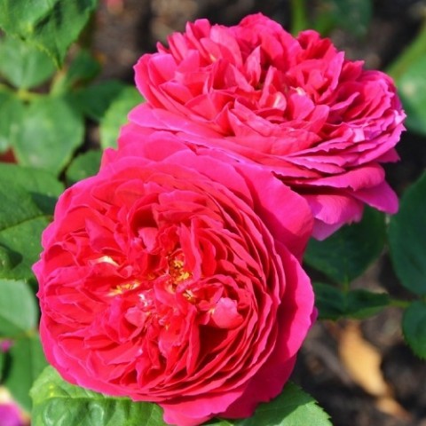 Роза Pink Musimara фото