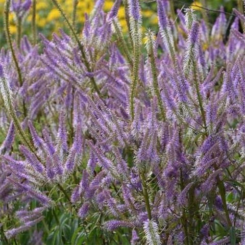 Вероникаструм Lavendelturm фото