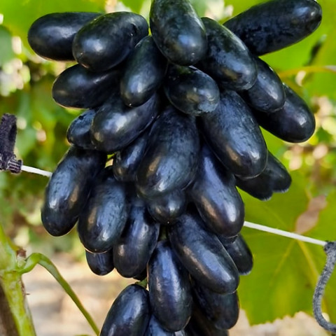 Виноград Изюминка черная (привитый) фото