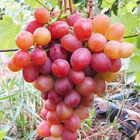 Виноград Ливия (привитый) фото