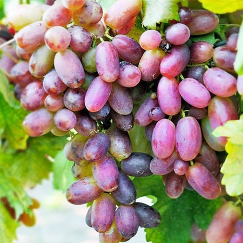 Виноград Преображение (привитый) (Огромные гроздья) фото