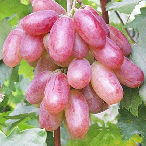 Виноград Преображение (привитый) (Огромные гроздья) фото