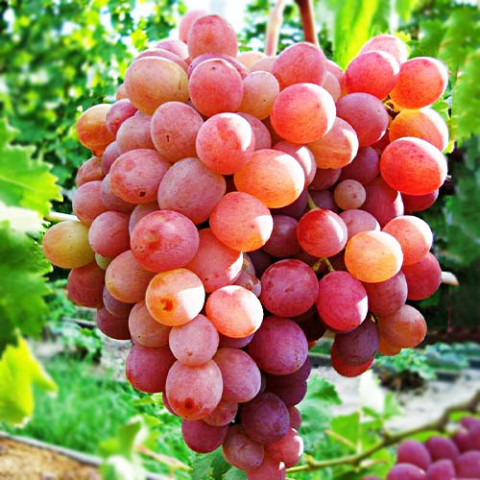 Виноград Рубиновый Юбилей (привитый) фото