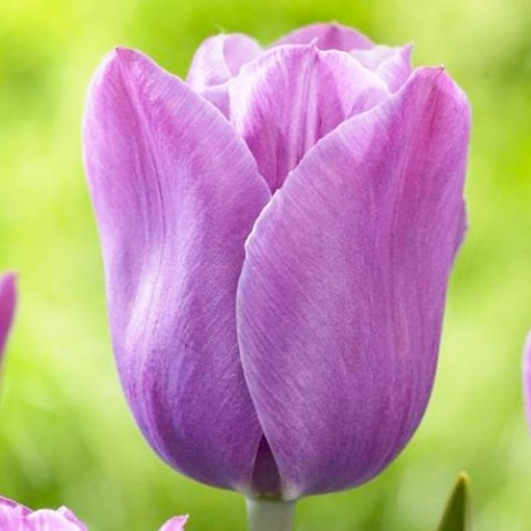 Тюльпан Violet Beauty фото