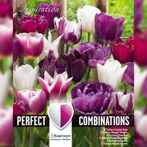 Комбо Тюльпаны Violet & White Blend (Брендовые луковицы KAPITEYN®) фото