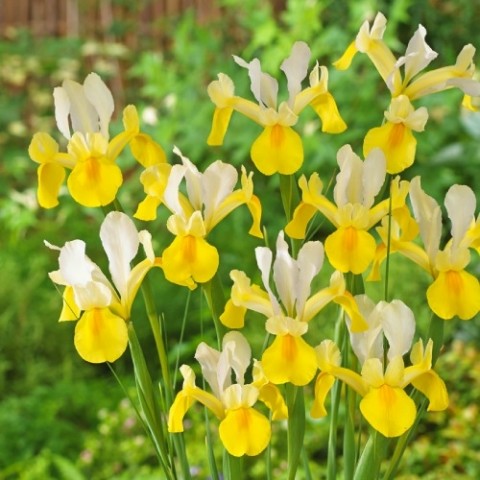 Ирис Hollandica Yellow-White фото