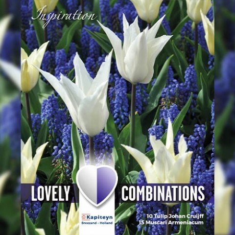 Комбо Тюльпаны White и Мускари Blue (Брендовые луковицы KAPITEYN®) фото