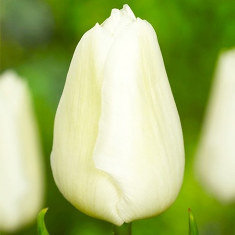 Тюльпан White Prince фото