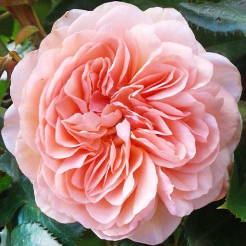 Роза William Morris фото