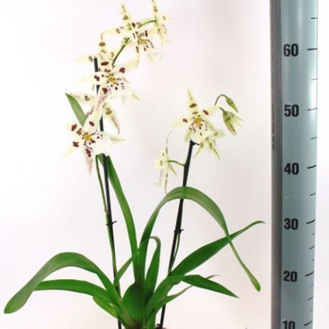 Орхидея Odontoglossum White Lip Red фото