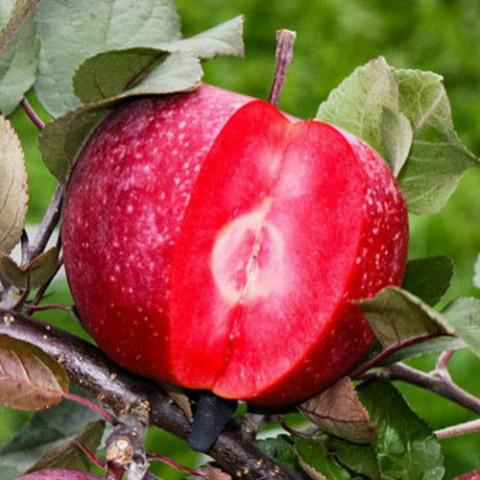 Яблоня красномясая Эра фото