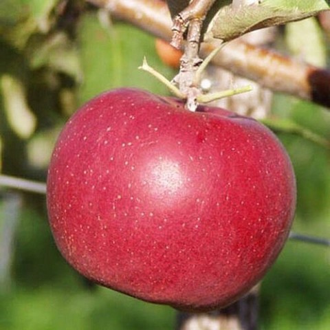Яблоня Джонаголд фото