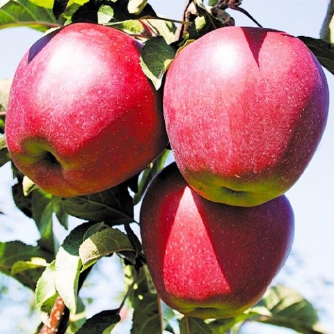 Яблоня Моди (Большие плоды) фото