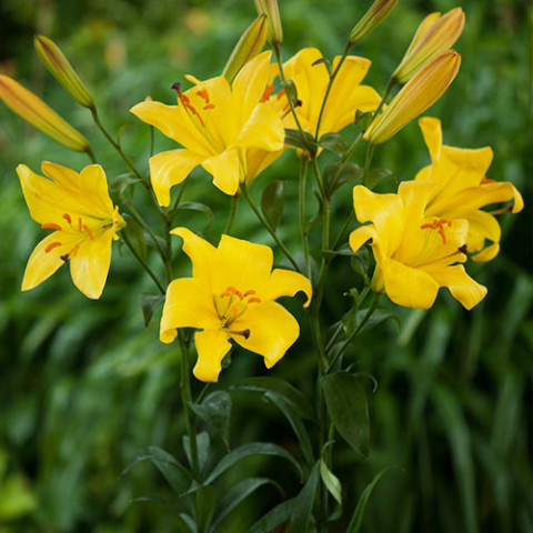 Лилия Yellow Planet (Ароматный цветок) фото