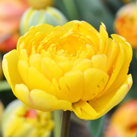 Тюльпан Yellow Pomponnet фото