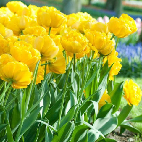 Тюльпан Yellow Pomponnet фото