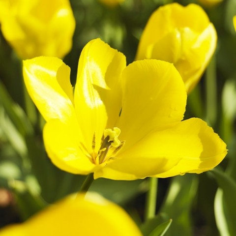 Тюльпан Yellow Purissima фото