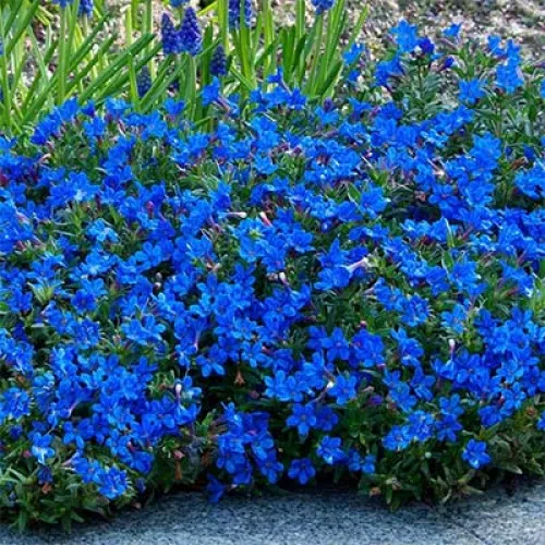 lithodora-heavenly-blue-1.webp