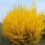 Форзиция Spectabilis фото