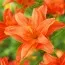 Лилия Strawberry Vanilla фото