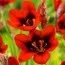 Спараксис Red Reflex фото