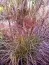 Мискантус Purple Fall фото