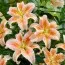 Лилия Salmon Star фото