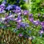 Клематис Arabella фото