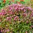 Вейгела Foliis Purpureis фото