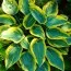 Хоста First Frost фото