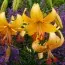 Лилия Pearl Stacey фото