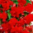 Бегония Pendula Cascade Scarlet фото