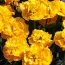 Тюльпан Yellow Pomponette (Брендовые луковицы Jub Holland) фото