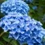 Гортензия Nikko Blue фото