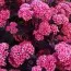 Седум Munstead Dark Red фото