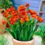 Фрезия Double Orange фото
