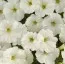 Петуния Fortunia White фото