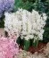 Гиацинт White Festival фото