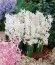 Гиацинт White Festival (горшок 7 см) фото