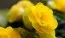Бегония Multiflora Maxima жёлтая фото