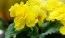 Бегония Multiflora Maxima жёлтая фото
