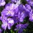 Виола Columbine фото