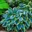 Хоста First Frost фото