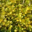 Чабрец Golden Dwarf фото