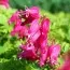 Дицентра formosa Luxuriant фото