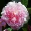 Роза Mortimer Sackler (плетистая) фото
