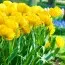 Тюльпан Yellow Pomponnet 10 шт/уп фото