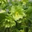 Морозник Orientalis Green Double фото